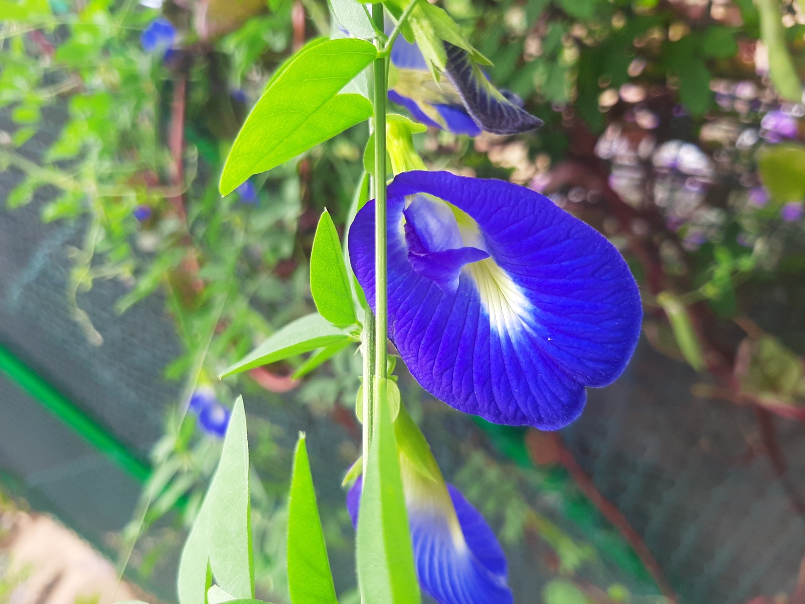 Nutritional Benefits of Eating Butterfly Pea Flowers