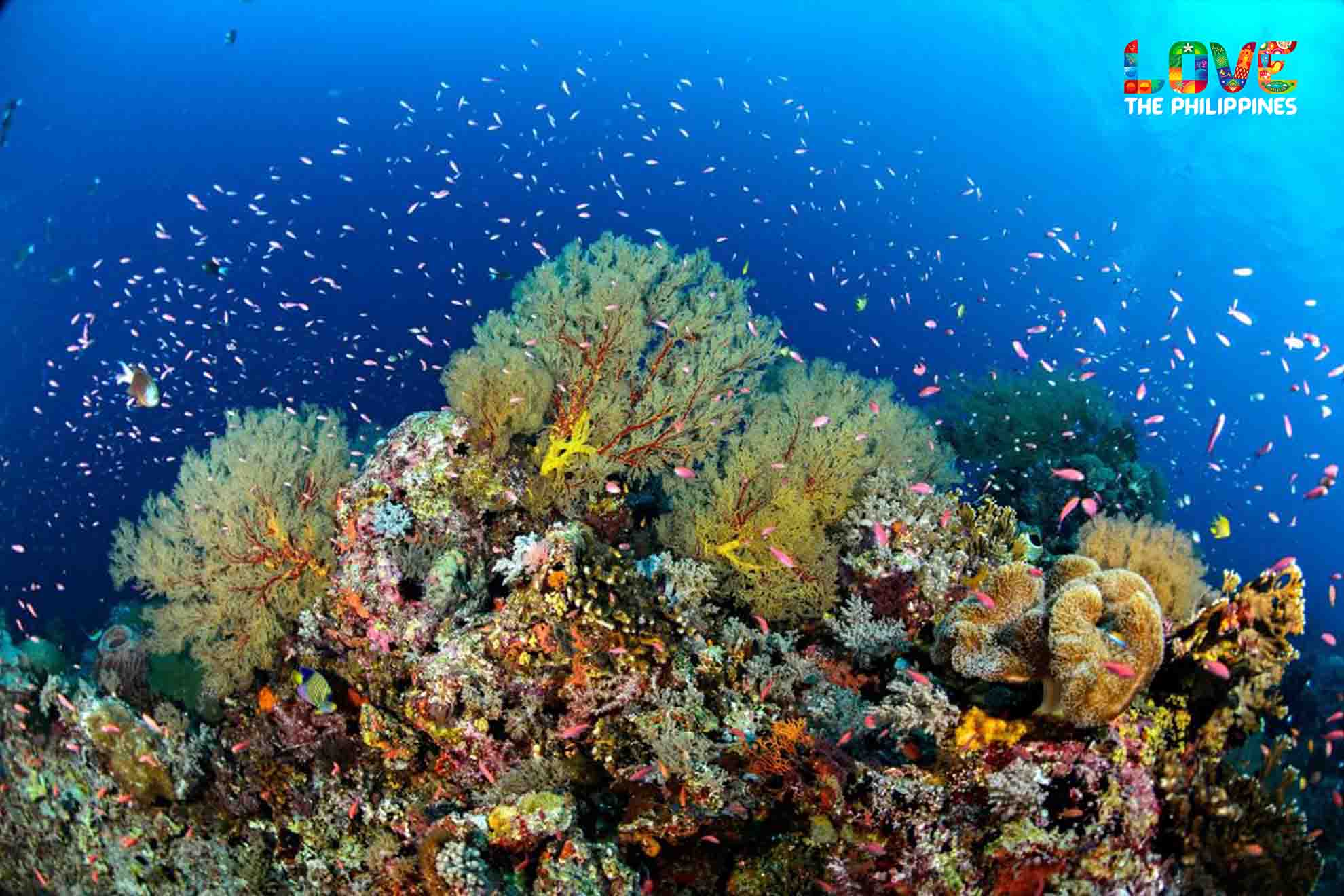 The Tubbataha Reefs in the Philippines 