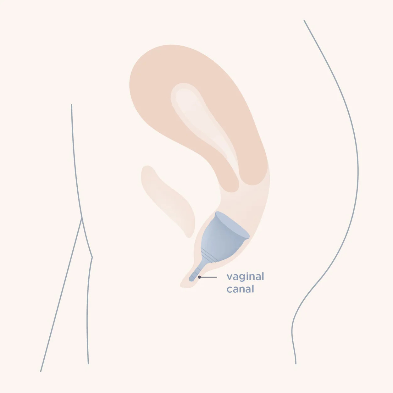 As the walls of the vaginal canal are made up of muscles, it adapts to the menstrual cup inside so it feels like you have nothing inside